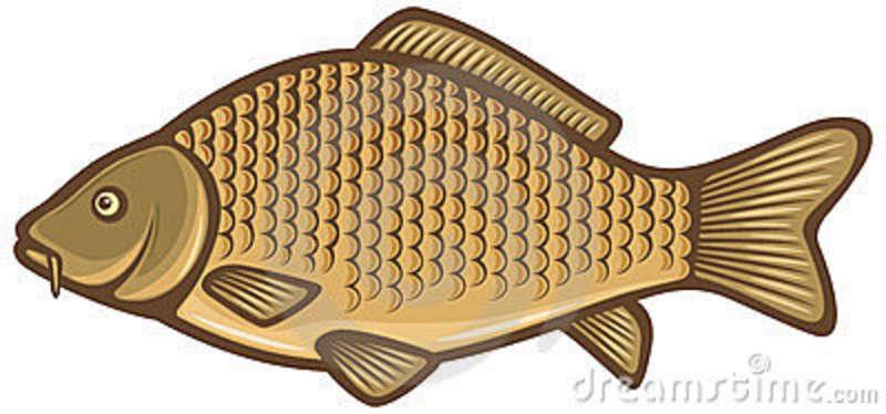 Interesant III :) - carp-fish-23983781.jpg